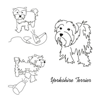 Yorkshire terrier line drawings set. The image of a small dog in different poses