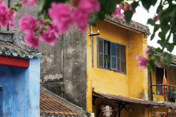 The bougainvillea (Hoa Giấy) blooms in the hot season in Hoi An, Vietnam