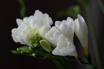 Top view of graceful, beautiful, snow-white freesia flowers, green flower buds
