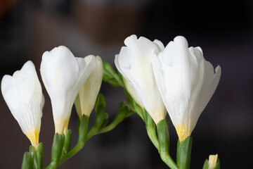 Graceful, beautiful, snow-white freesias close-up. Copy space. Background 