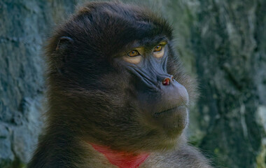 monkey