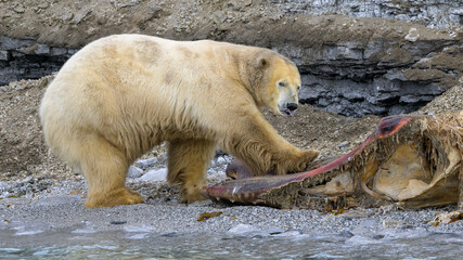 Large male polar bear (Ursus maritimus), feeding on whale carcass