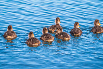 Cute little duckling swimming alone in a lake or river with calm water