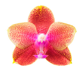  Beautiful orchid flower isolated on white.(selective focus)
