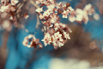 Árbol cerezo en primavera