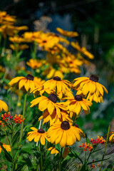 Multiple orange yellow flowers blooming followed by some small happy little flowers and a background of green leaves