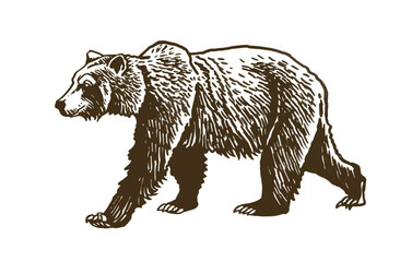 Obraz na płótnie Canvas Brown grizzly bear walking isolated on white ,vector color illustration. 