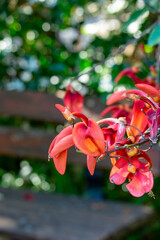 Photo of an isolated branch of red flowers blooming in the background of the big green leaves