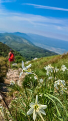 A bunch of white daffodils growing on top of Vojak with the panoramic view on Mediterranean Sea in...