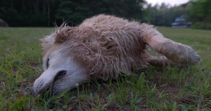Golden Retriver dog rolls around outdoors in grass to dry off - having fun