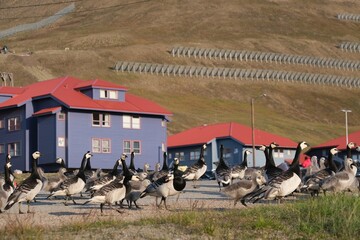 Flock of geese barnacles in center city of Longyearbyen. Former mining town Longyearbyen, capital of Svalbard, Spitsbergen, Norway.  © Iwona