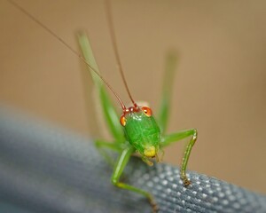 Grasshopper Close up