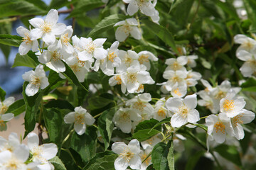 White flowers on a jasmine bush