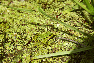 Beautiful green frog disguised in the grass by the river