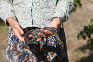 Beautiful large grass-snake in the hands