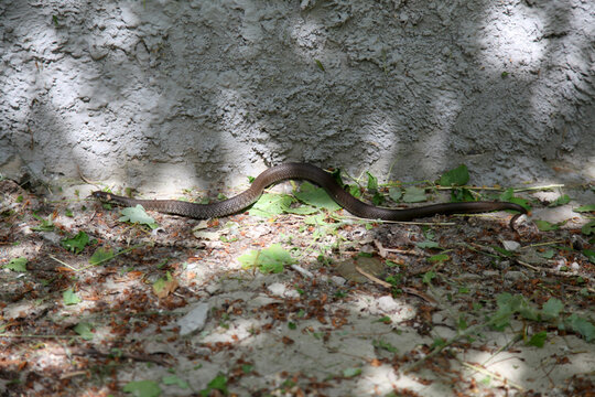 grass-snake crawling near the concrete wall