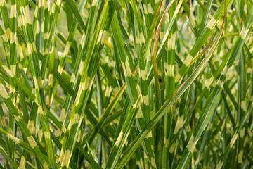 Close-up of green grass in the garden