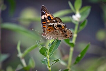 Common Buckeye Butterfly