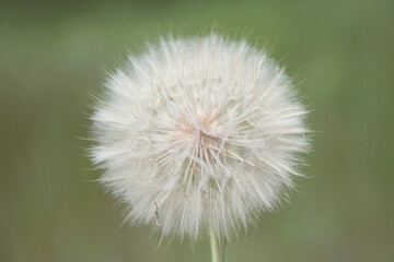 A huge dandelion called salsify