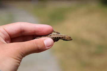 Gray-green agile lizard in hand