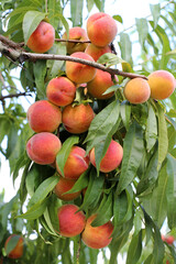 Obraz premium On the tree branch ripe peach fruits