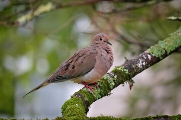 Alabama Mourning Dove
