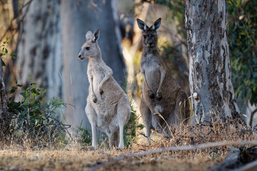 Naklejka na ściany i meble Western Grey Kangaroo - Macropus fuliginosus also giant or black-faced or mallee kangaroo or sooty kangaroo, large common kangaroo from southern Australia, pair in bushes, white and brown morph
