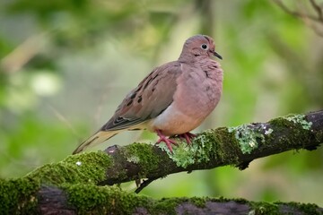 Alabama Mourning Dove