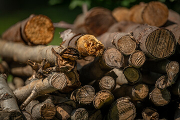 Abundance of Logs in Forest: Environmental Issues and the Fossil Fuel Debate