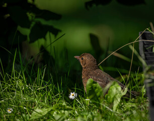 Young naked belly black bird with green background in sunny hot day