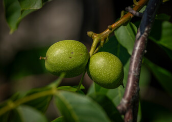 Young green walnut tree on wooden branch with green leafs