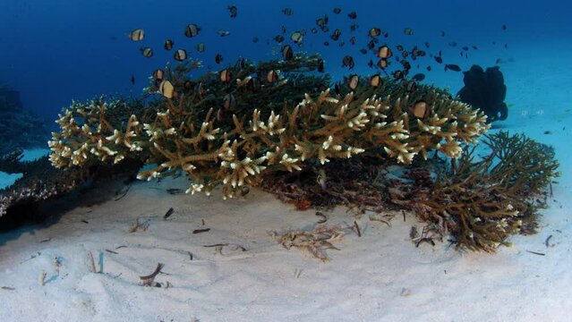 Reticulated damsel fishes (Dascyllus reticulatus) are hiding in a Coral (acropora), WAKATOBI, Indonesia, Asia