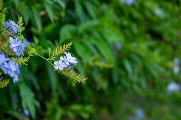 Several light sky-blue flowers - plumbago genus - in the happy background of blurry green leaves