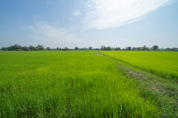 Fresh paddy rice, green agricultural fields in countryside or rural area in Asia, Thailand. Nature landscape