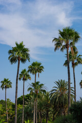 A vertical shot of multiple tall high palm trees and green natural background and light blue sky