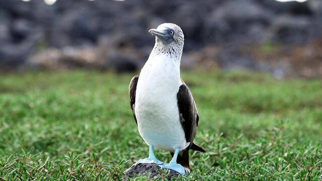 slow motion of a blue footed booby , Sula nebouxii, a marine bird native to subtropical and tropical regions of the eastern Pacific Ocean and can also be found on the Galapagos islands of Ecuador.
