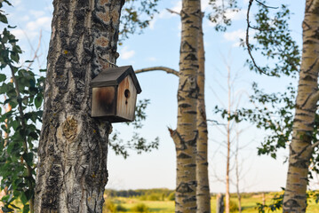 Birdhouse on tree in forest park in Central Alberta