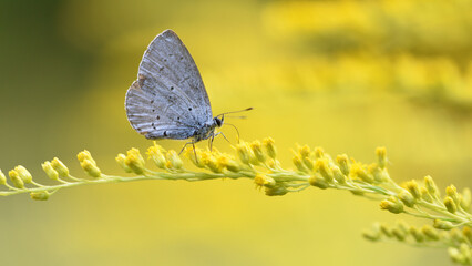 Polyommatus Cyaniris semiargus, blue mazarin. butterfly sitting on a yellow goldenrod flower in a summer field on a yellow-green floral background. yellow wildflowers. macro nature