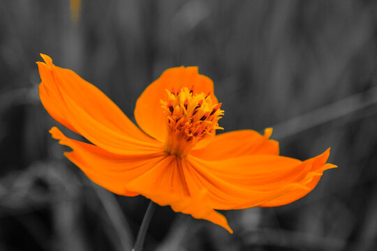 Orange flower in the cerrado ecosystem in Minas Gerais, Brazil