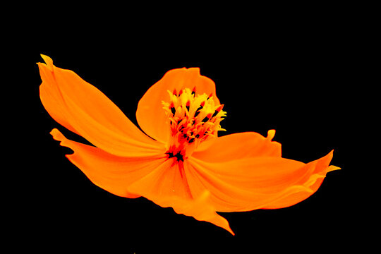 Orange flower in the cerrado ecosystem in Minas Gerais, Brazil
