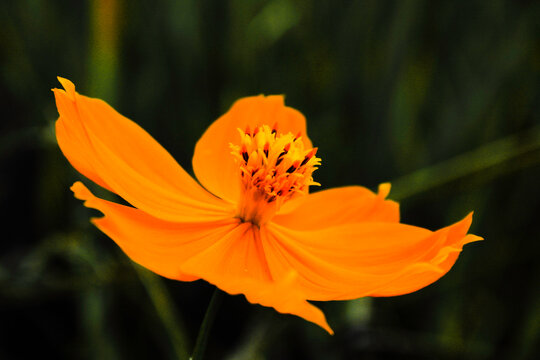 Orange flower in the cerrado ecosystem in Minas Gerais, Brazil