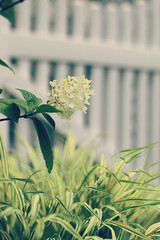 white hydrangea in a cottage garden
