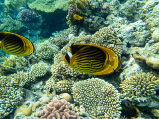 Chaetodon fasciatus or Butterfly fish in the Red Sea coral reef