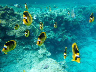 Fototapeta na wymiar Chaetodon fasciatus or Butterfly fish in the Red Sea coral reef