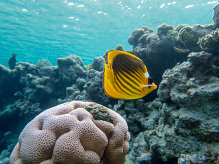Chaetodon fasciatus or Butterfly fish in the Red Sea coral reef