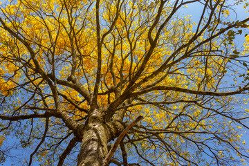 Natural Blooming Golden Trumpet Tree (in Portuguese: Ipe Amarelo; scientific name: Tabebuia chrysotricha or Handroantus chrysotrichus). This flower is the iconic national flower of Brazil.
