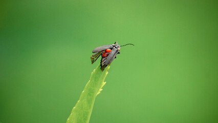 Macro Firefly Sitting on Leaf During the Daytime on green nature background