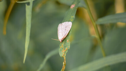White Moth Rests on Green Garden Leaf in Macro Photo on green nature background