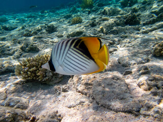Chaetodon fasciatus or Butterfly fish in the Red Sea coral reef