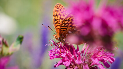 Macro Aphrodite Fritillary Butterfly Orange Butterfly Pollinates Purple Bee Balm Wild Bergamot Flower in Garden